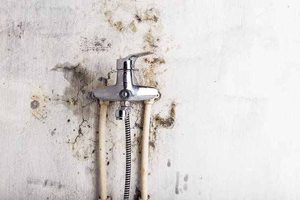 Best Black Mold Remediation in Mishawaka, IN